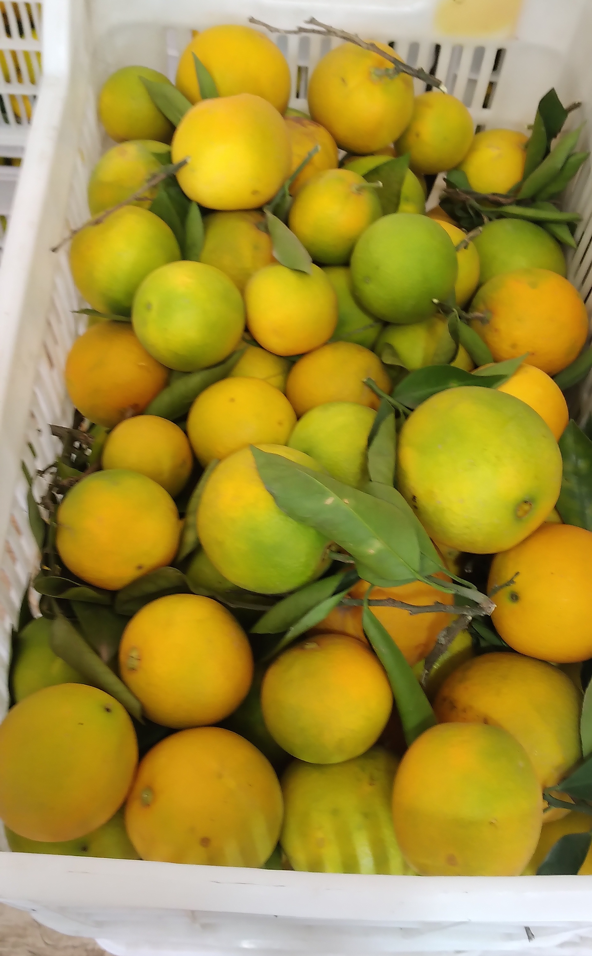 قیمت پرتقال تامسون سبز رنگ مازندران خرید مستقیم از باغدار