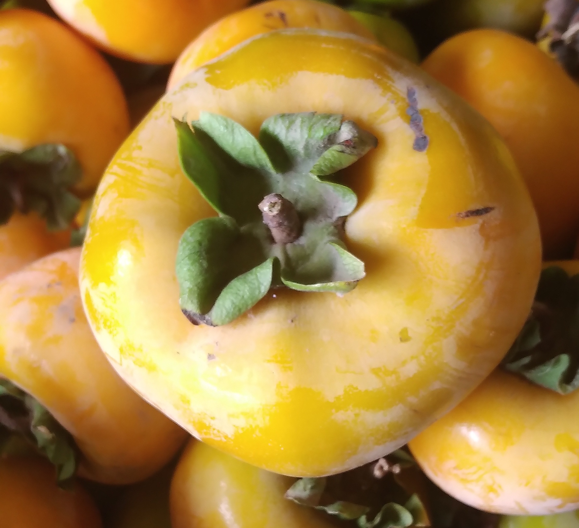 قیمت فروش خرمالو مازندران خرید عمده از کشاورز