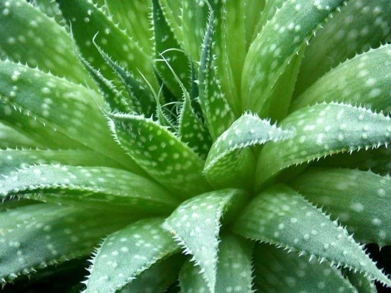 قیمت خرید آلوئه ورا + فروش ویژه