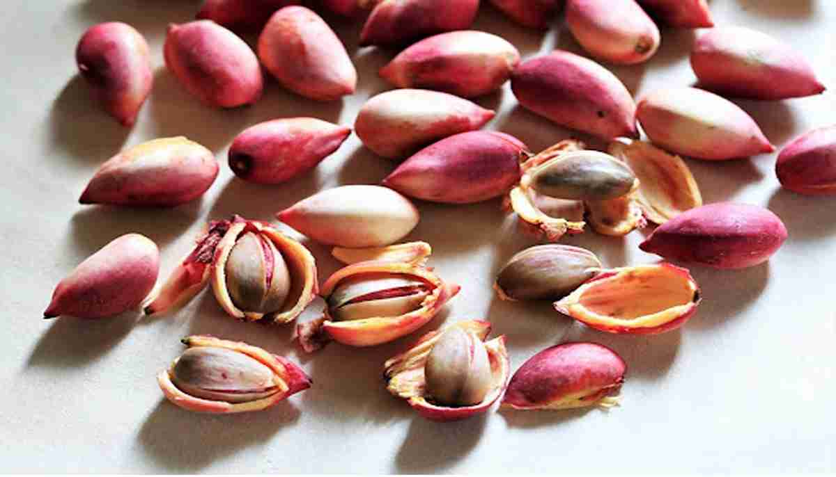 قیمت خرید پسته اکبری با پوست + فروش ویژه