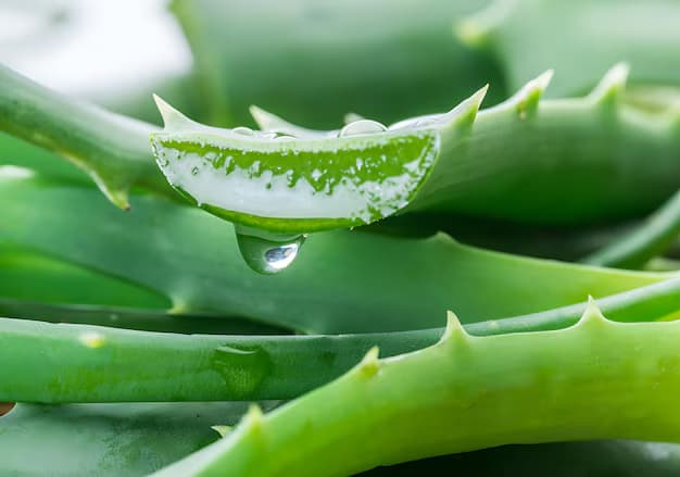 خرید و فروش گیاه آلوئه ورا کوهی با شرایط فوق العاده