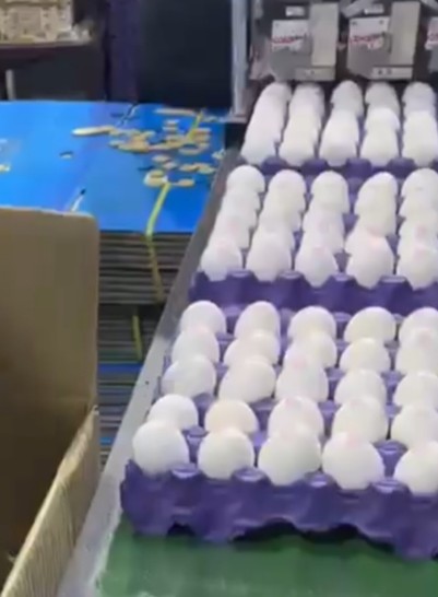 خرید عمده تخم مرغ صادراتی + مجوز صادراتی