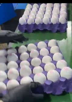 تصویر 3 از خرید عمده تخم مرغ صادراتی + مجوز صادراتی