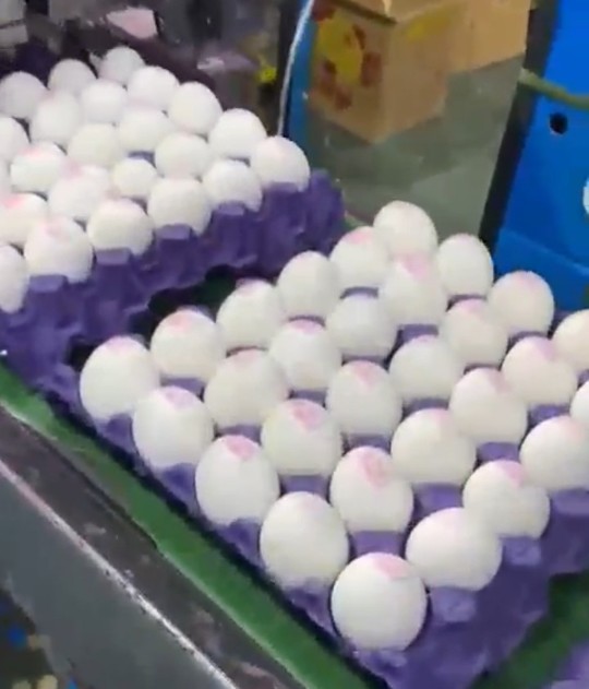 تصویر 1 از خرید عمده تخم مرغ صادراتی + مجوز صادراتی