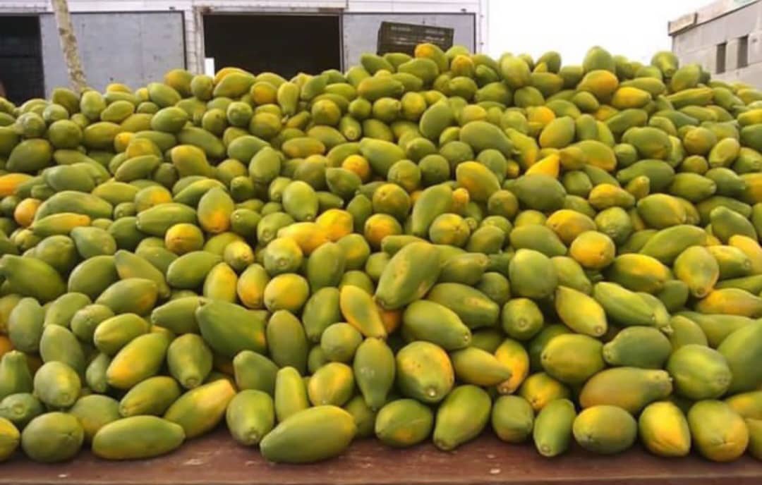 تصویر 4 از قیمت پاپایا عمده تازه + قیمت ویژه