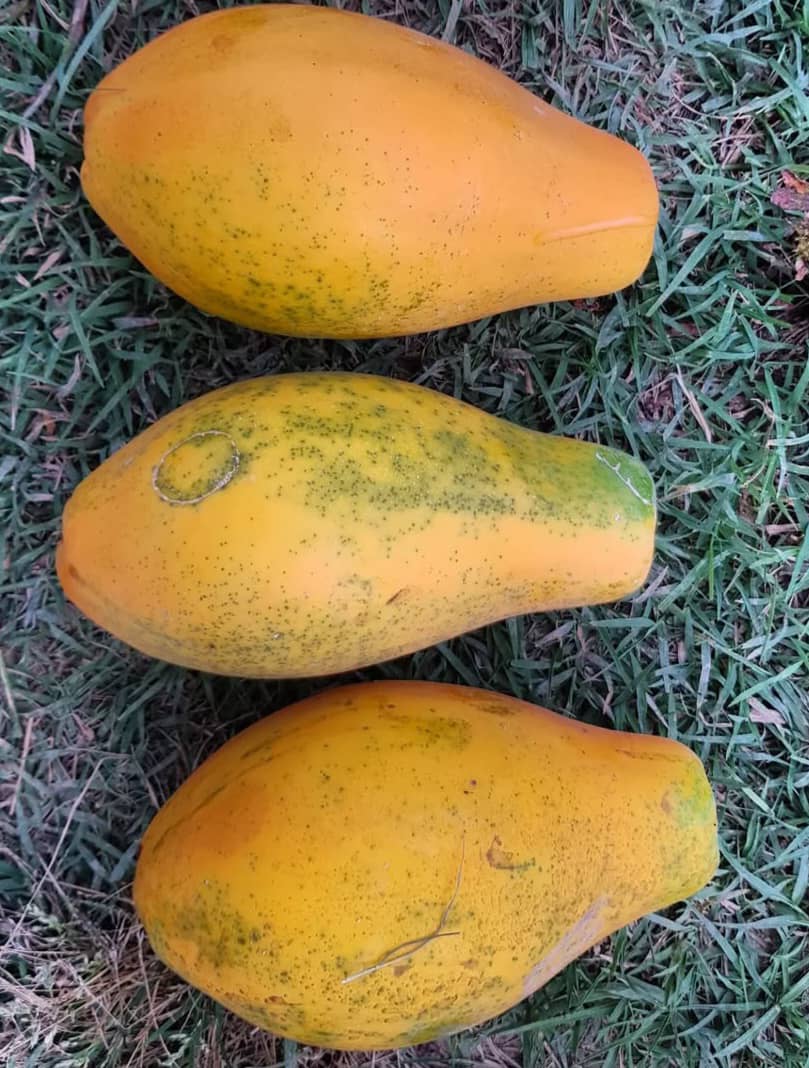 تصویر 2 از قیمت پاپایا عمده تازه + قیمت ویژه