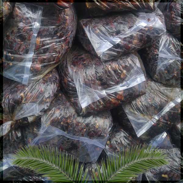 خرید و قیمت ضایعاتی خرما کرمان فروش عمده امروز آبان