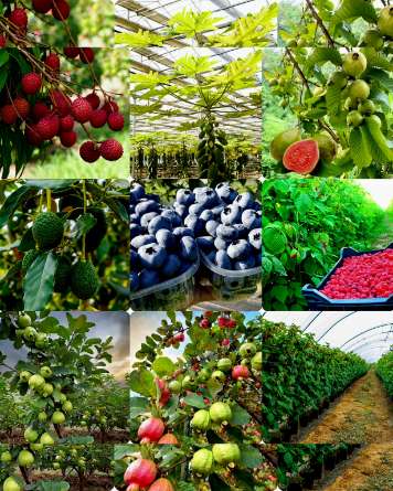 مرکز تخصصی مشاوره احداث مزرعه میوه های استوایی + فروش نهال آووکادو