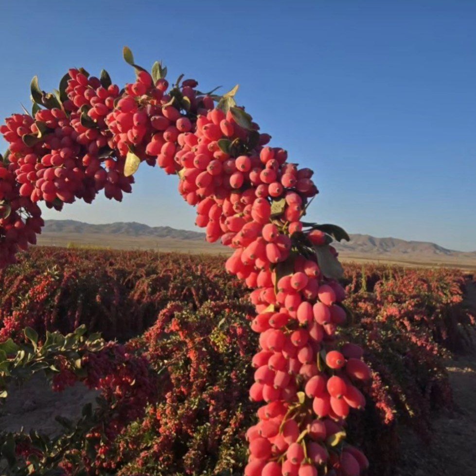 زرشک تازه بیرجند دوست سلامتی شما + قیمت ویژه
