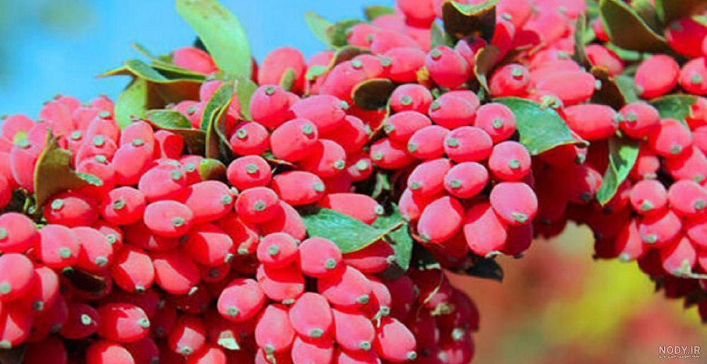 زرشک تازه با طعمی ترش و طبیعی + خرید