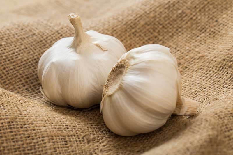 خرید و قیمت سیر شمال + فروش عمده