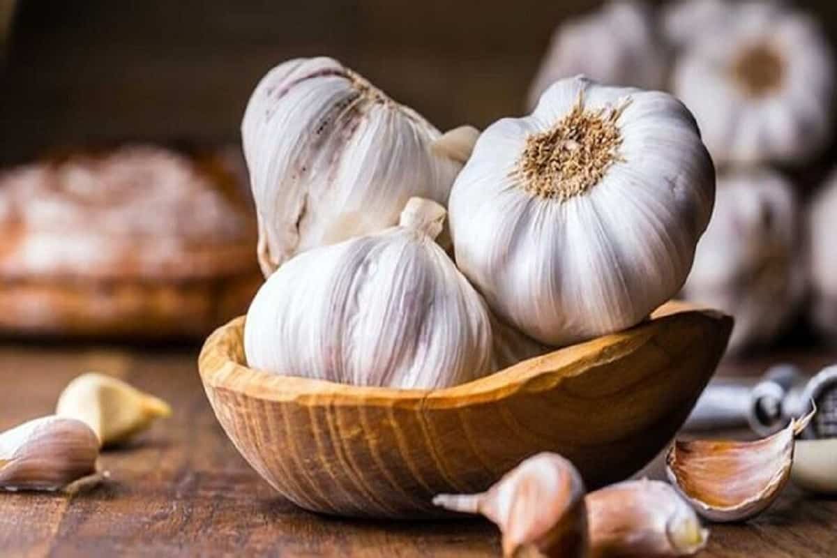 قیمت خرید سیر تازه + فروش ویژه