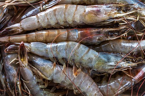 تصویر 2 از خرید و قیمت میگو تازه + فروش عمده