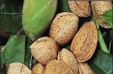 بادام سنگی مرغوب خرید + فروش به صرفه