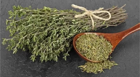 قیمت خرید آویشن صحرایی + فروش ویژه