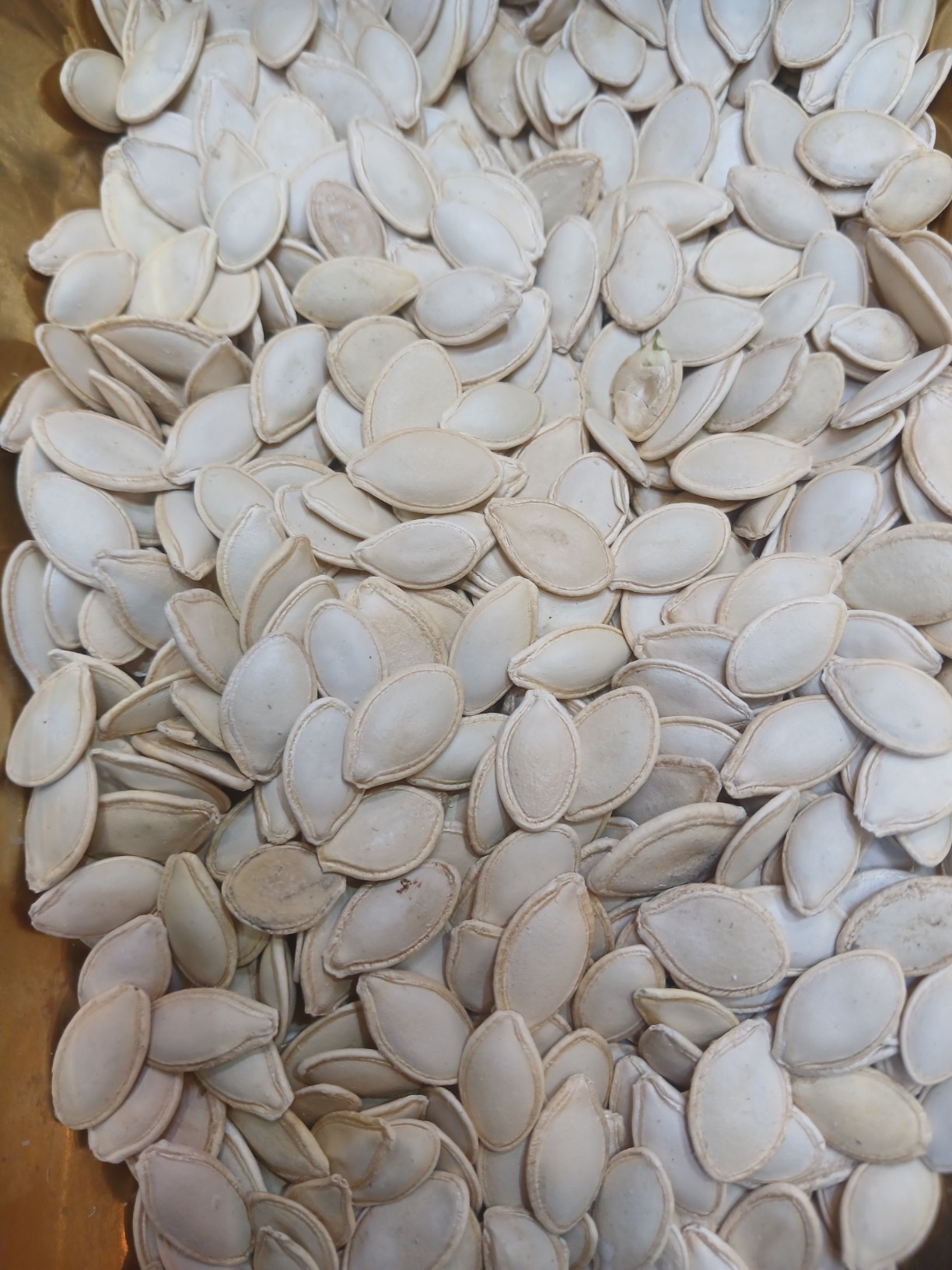 قیمت خرید تخمه کدو خارجی + فروش عمده