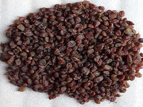 قیمت مویز عسگری + خرید باور نکردنی