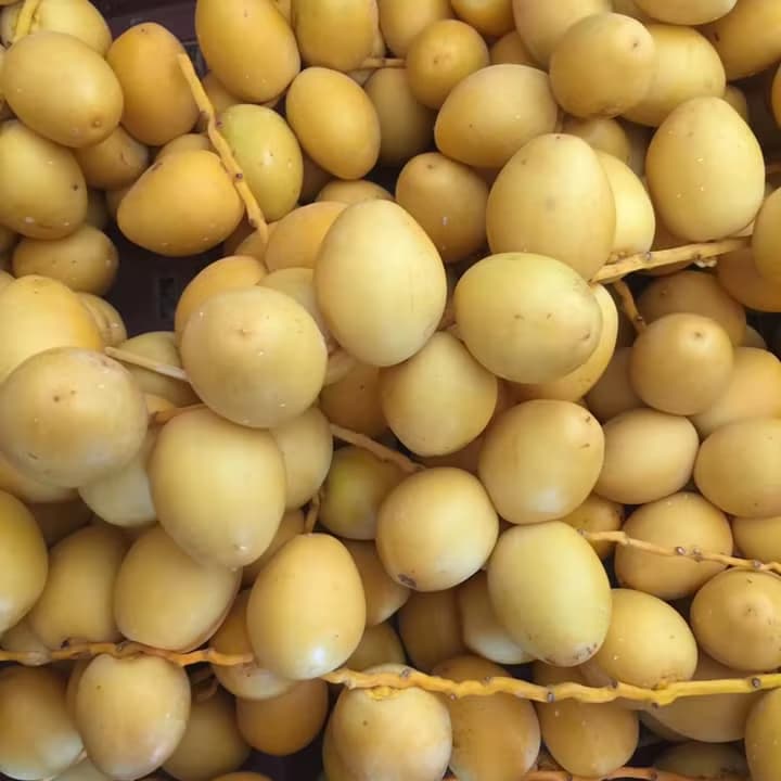 خرید و فروش خرما برحی صادراتی با شرایط فوق العاده