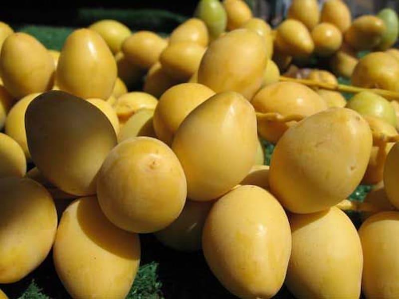 قیمت خرید خرما برحی تازه  با فروش عمده