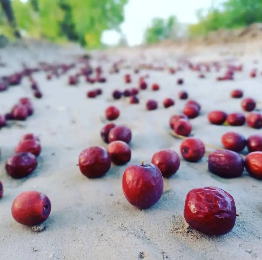 تصویر 2 از عناب صادراتی 1404 + بهترین قیمت فصل