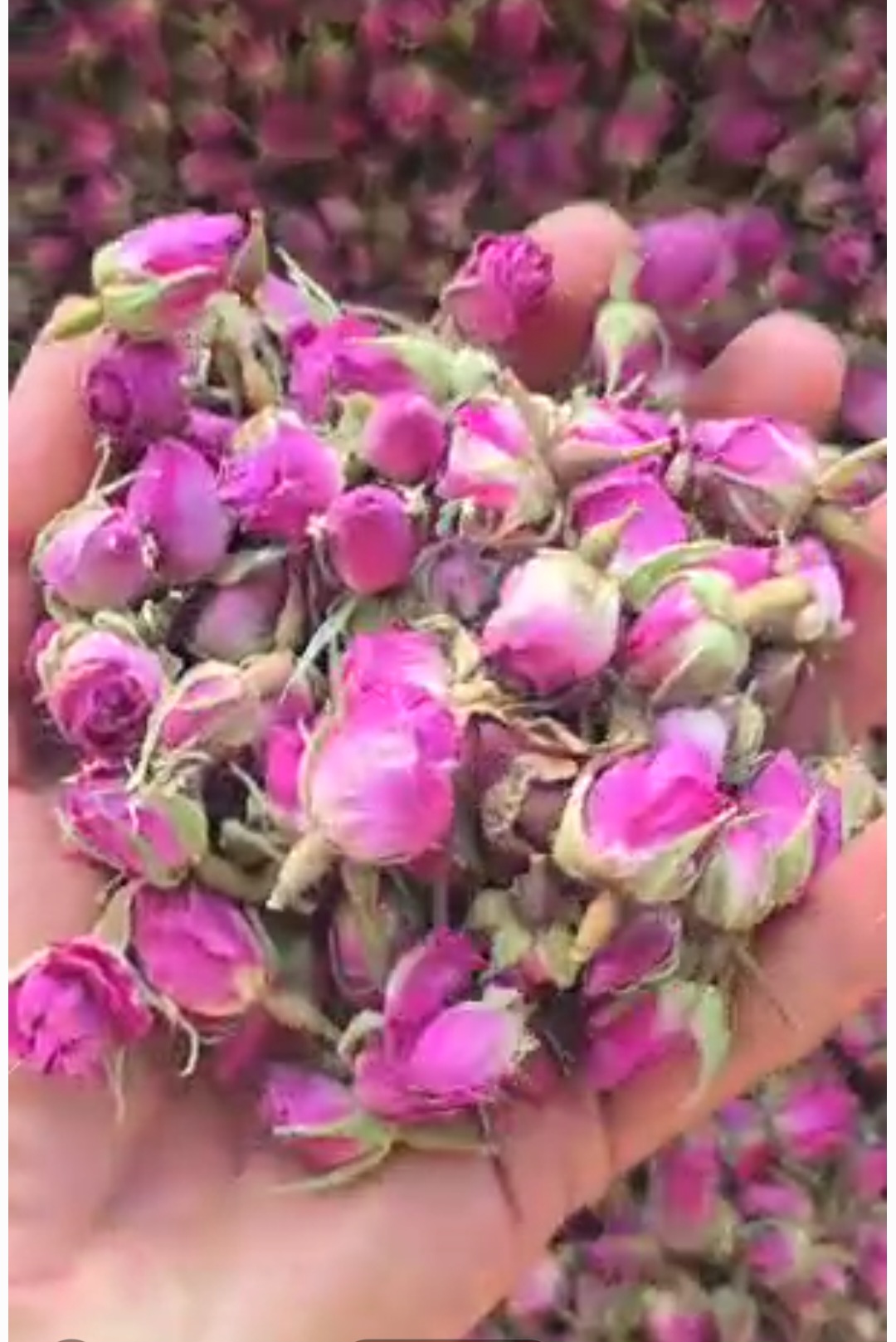 قیمت روز غنچه گل محمدی عمده در بازار روز ایران