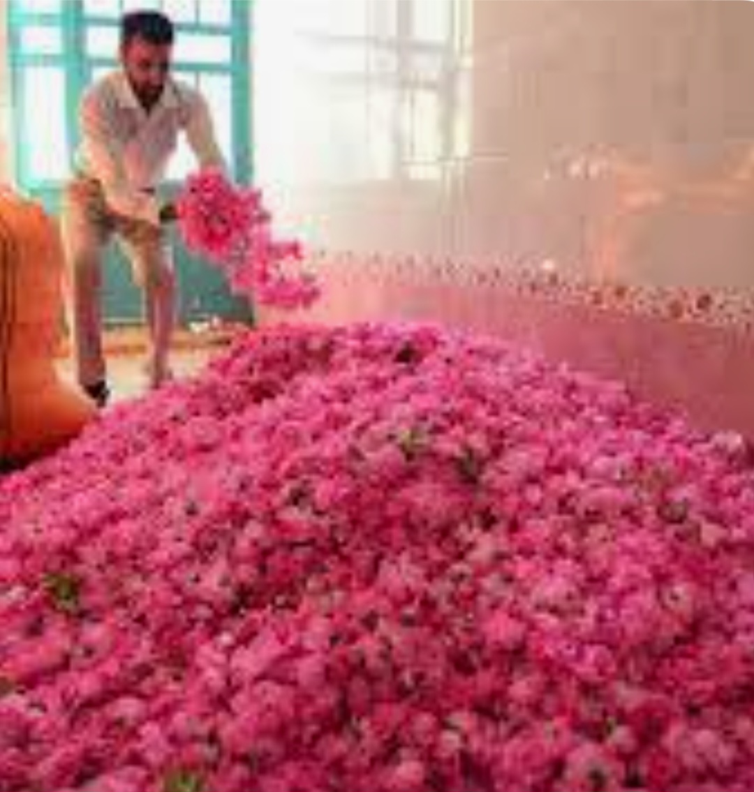 محصولات یلدا بهترین برند ایرانی برای صادرات غنچه گل محمدی ایرانی + خرید