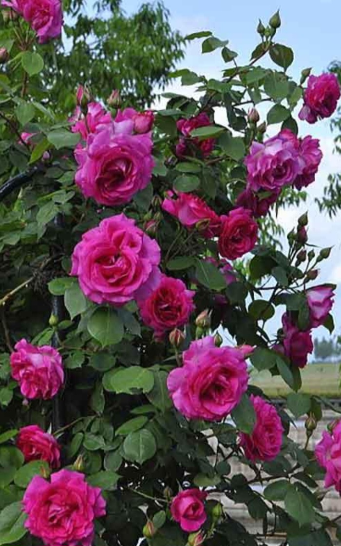 راهنمای خرید و صادرات گل محمدی و محصولات برای گلاب گیری + قیمت