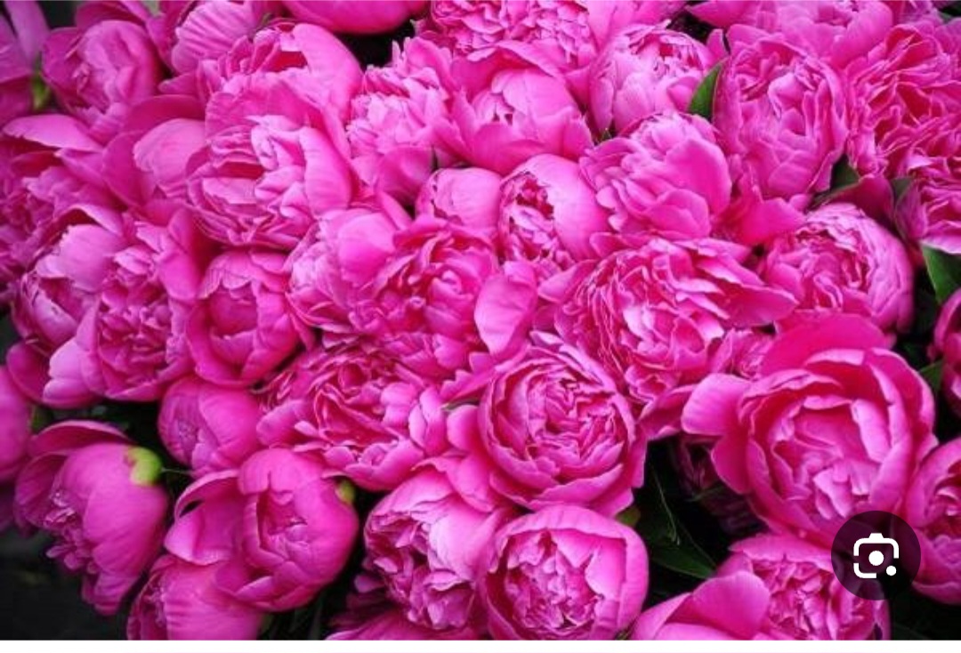 بسته بندی مدرن غنچه گل محمدی برای بازار های خارجی + خرید