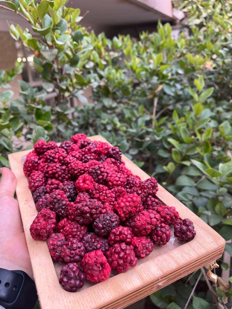 قیمت روز شاتوت خشک پفکی فریز درایر در بازار میوه خشک ایران