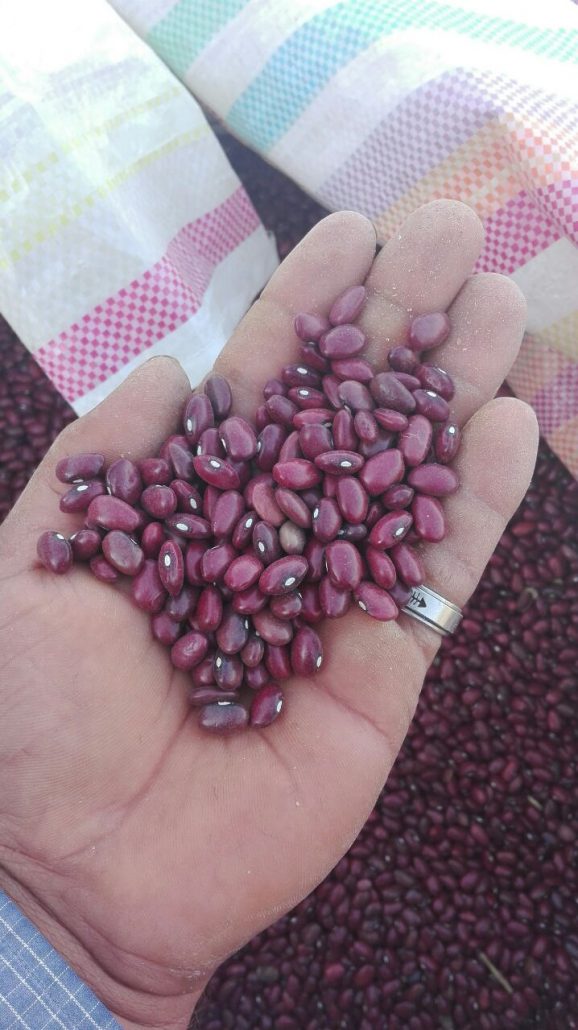 لوبیا قرمز تمیز + خرید