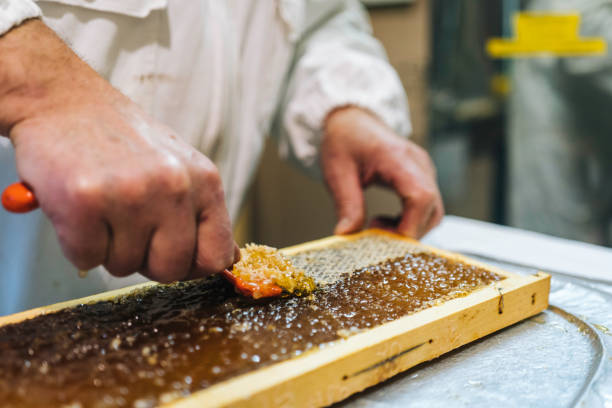 خرید و قیمت عسل گز انگبین + فروش عمده