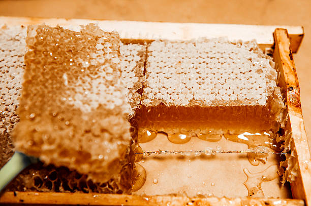 قیمت خرید عسل چهل گیاه ممتاز عمده به صرفه و ارزان