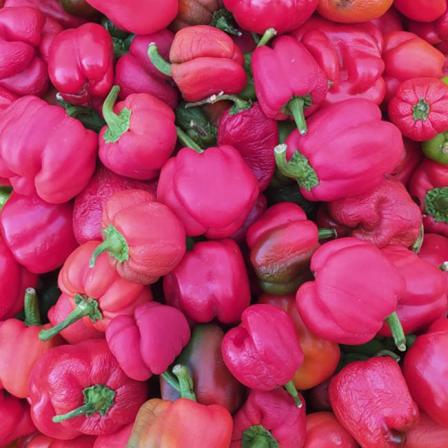 تصویر 2 از راهنما ی خرید فلفل دلمه‌ ای صورتی + قیمت عالی