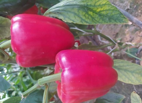 تصویر 3 از راهنما ی خرید فلفل دلمه‌ ای صورتی + قیمت عالی