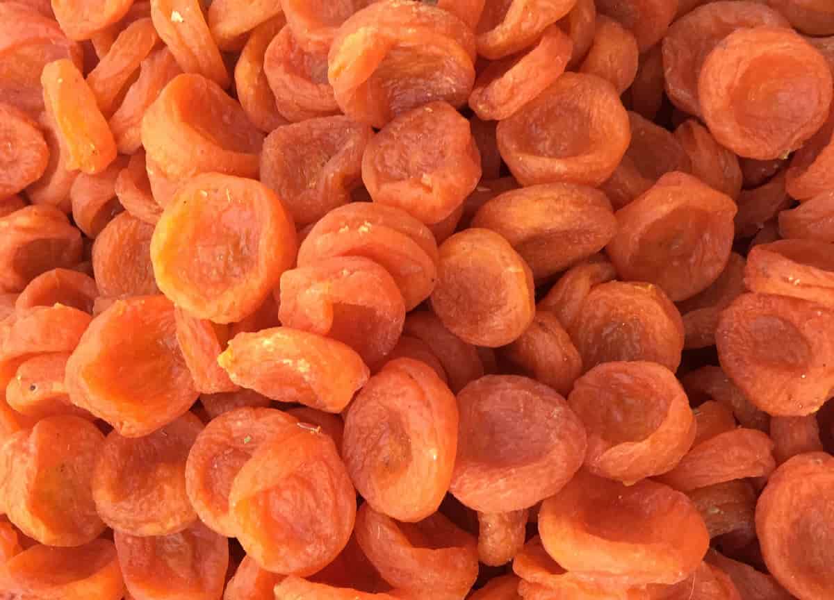 خرید قیسی خانگی + بهترین قیمت