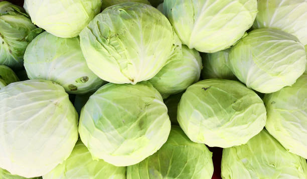 قیمت کلم سفید ارومیه + پخش تولیدی عمده کارخانه