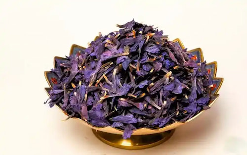 تصویر 4 از قیمت خرید گیاه گل گاو زبان وحشی با فروش عمده