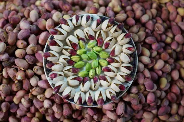 خرید و قیمت پسته اکبری تازه + فروش صادراتی