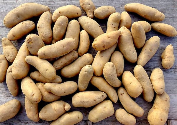 قیمت خرید سیب زمینی استانبولی عمده به صرفه و ارزان