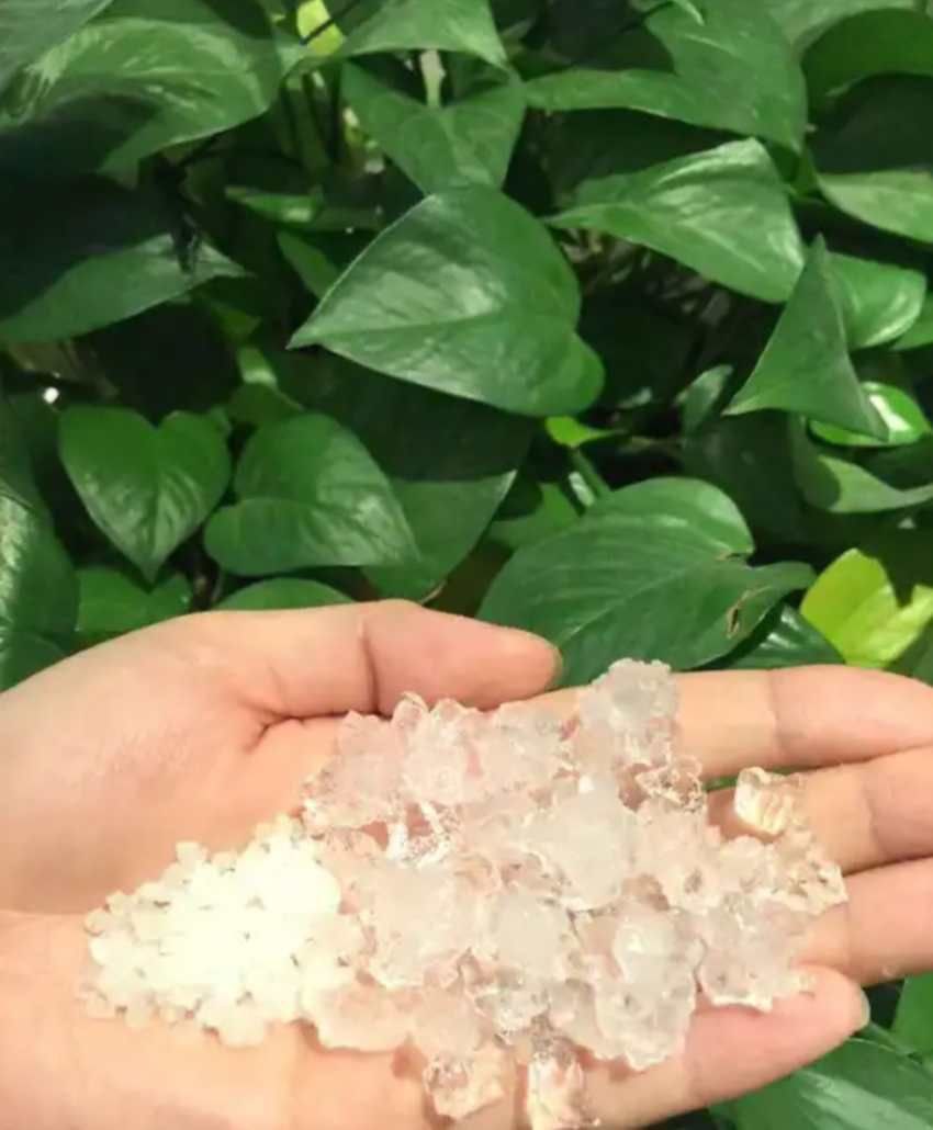 تصویر 2 از هیدروژل جاذب نجات‌دهنده ریشه در زمان کمبود آب