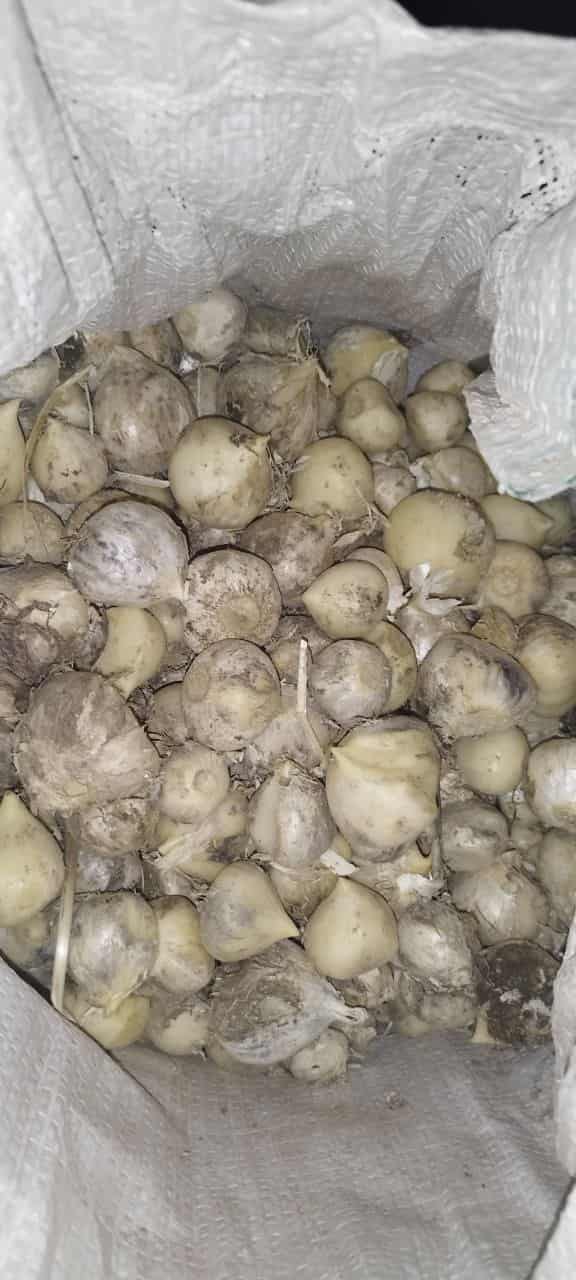 معرفی موسیر کوهی + بهترین قیمت خرید