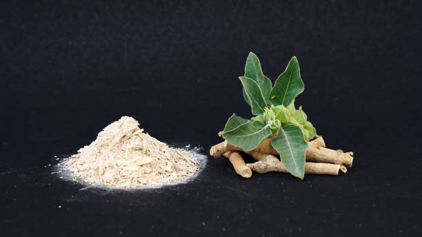 فروش گیاه خرگوشک خشک یا پودری + قیمت خرید به صرفه