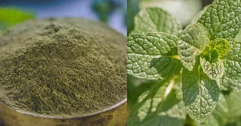 بهترین نعناع خشک درجه یک + قیمت خرید عالی