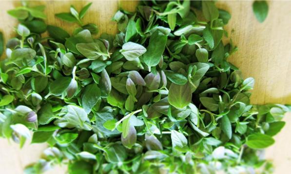 خرید عمده آویشن شیرازی برگ صادراتی با کیفیت ممتاز