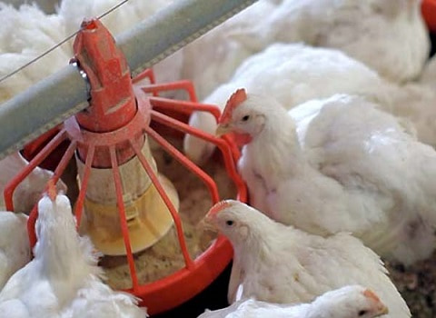 تصویر 2 از فروش ویژه دانخور اتوماتیک مرغداری + خرید