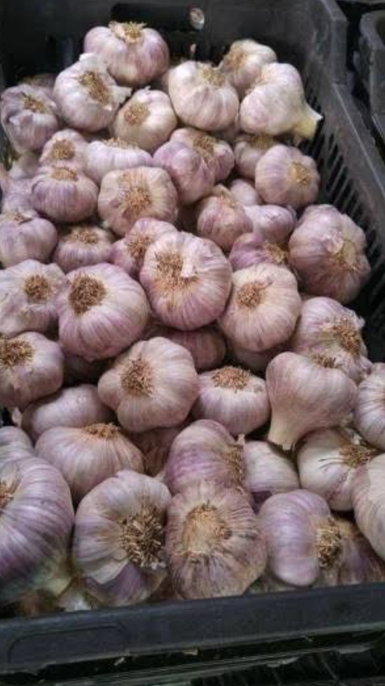 فروش سیر قرمز صادراتی و درجه یک