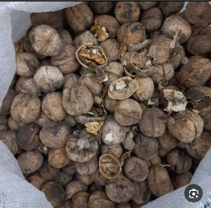 خریده عمده گردوی کاغذی متفاوت + فروش عمده به روز