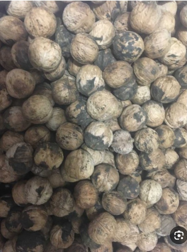 خرید عمده گردوی کاغذی با طعم ماندگار اذرشهر + فروش عمده مقرون به سرفه