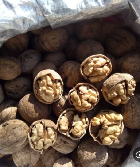 خرید عمده گردوی کاغذی اذرشهر + فروش عمده یک فرصت سرمایه گذاری