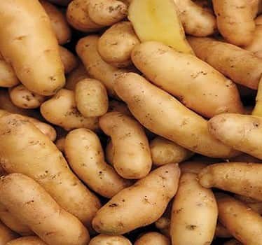 خرید سیب زمینی استانبولی + قیمت فروش استثنایی